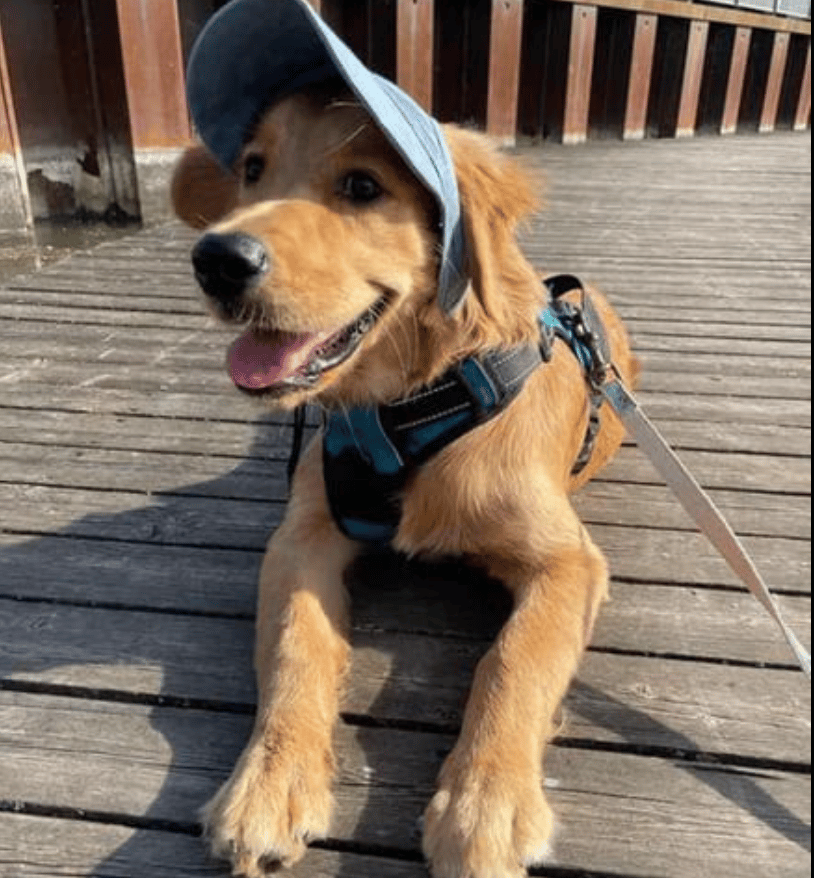 🔥 50 % RABATT – Outdoor-Sonnenschutzhaube für Hunde, leicht & atmungsaktiv 🌞🐶