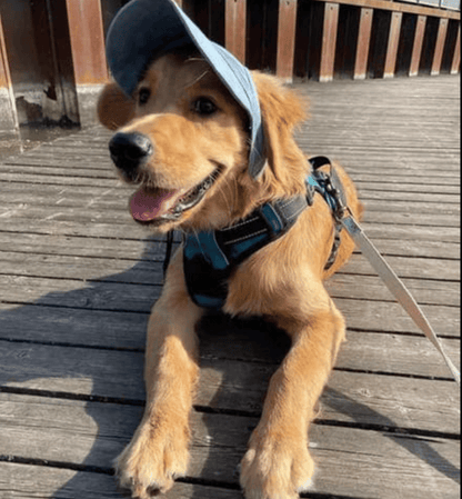 🔥 50 % RABATT – Outdoor-Sonnenschutzhaube für Hunde, leicht & atmungsaktiv 🌞🐶