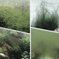🏆Kaufen Sie 3 und erhalten Sie 2 gratis💧Leistungsstarker Wasserklärer für Aquarien