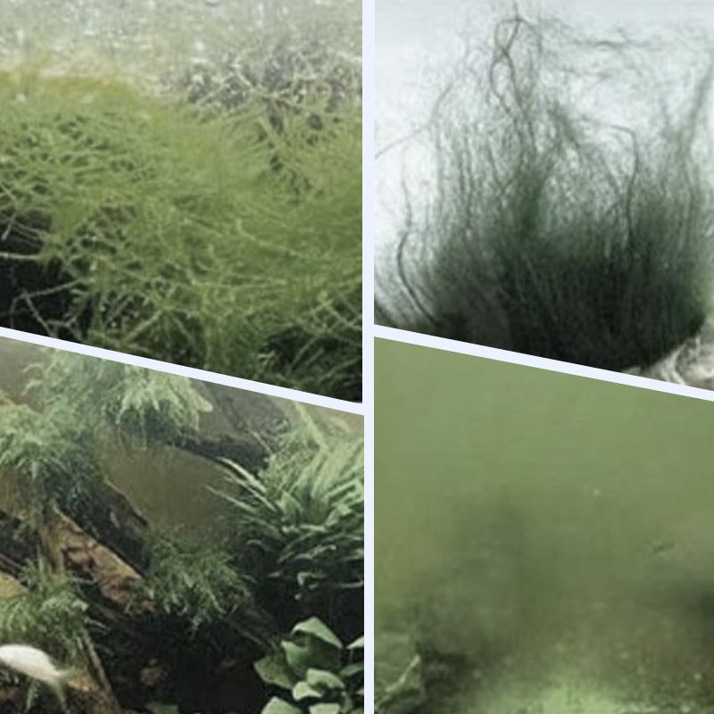 🏆Kaufen Sie 3 und erhalten Sie 2 gratis💧Leistungsstarker Wasserklärer für Aquarien