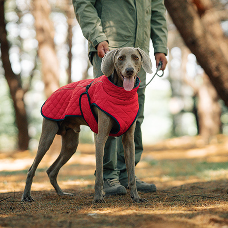 🐕🐕2025 neuestes Modell 🌈 Winter-Reflexmantel für Hunde im Freien