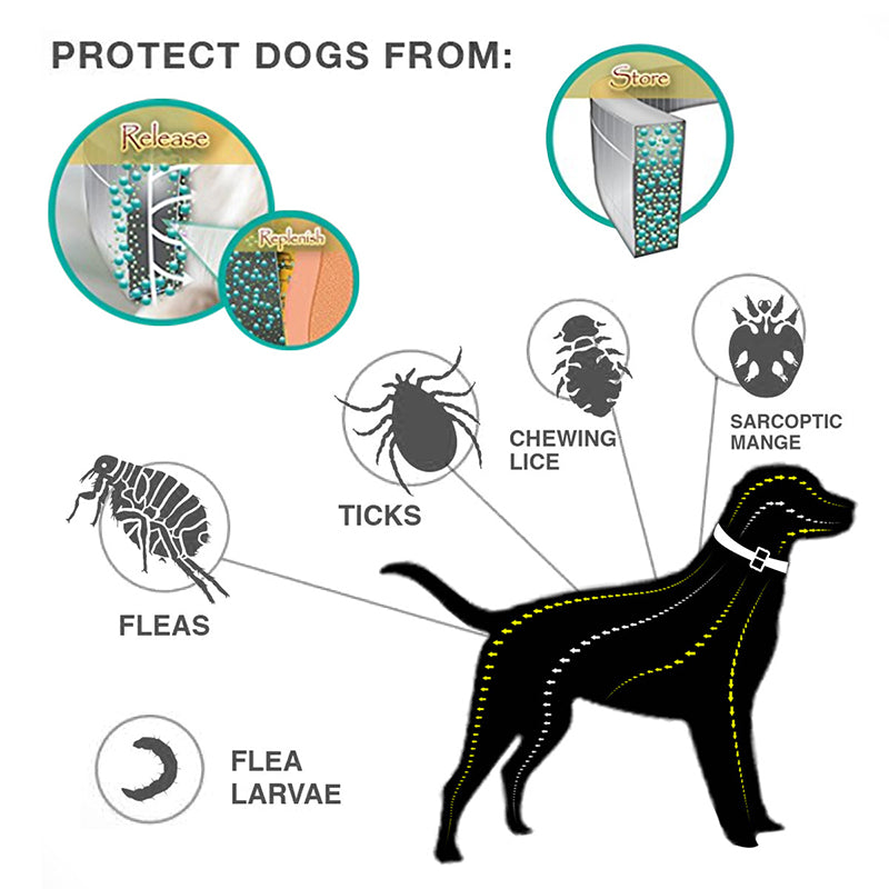 🐾🛡️ 50% RABATT! Floh- & Zeckenhalsband für Hunde & Katzen – Wasserdicht, verstellbar & langanhaltender Schutz im Freien ✨
